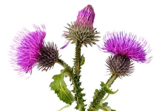 Clean Forte contains Thistle Extractor