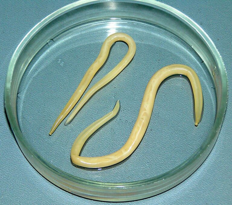 Ascarids