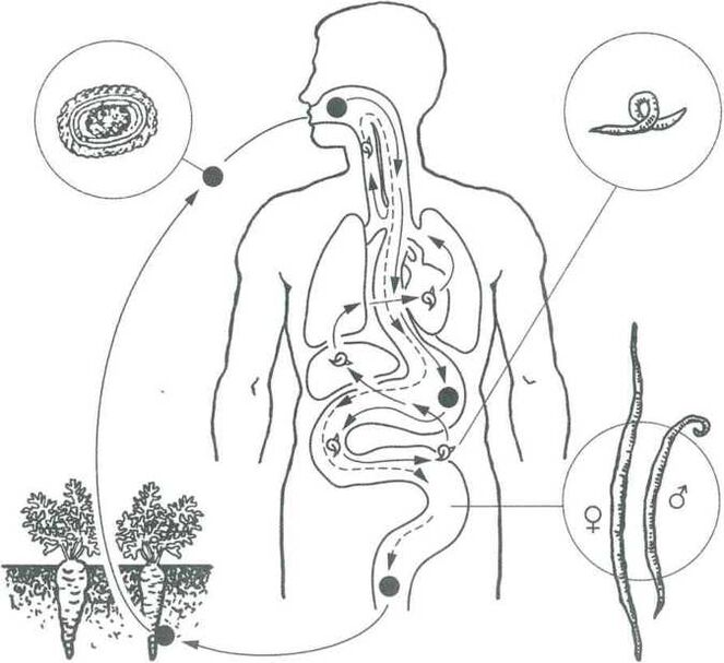 The main ways of penetrating parasites into the human body