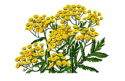 tansy for removing parasites